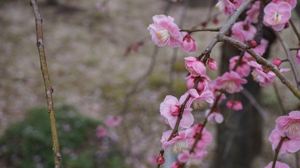 美しい梅の花に魅せられて！