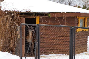 Llama in the paddock on a village farm.