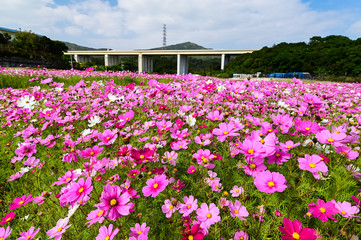 沖縄の冬に咲くコスモス