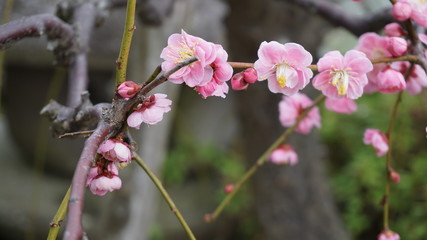 美しい梅の花に魅せられて！