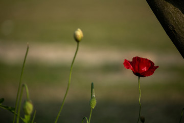Red Flower wallpaper background with blurred background