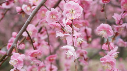 美しい梅の花に魅せられて！