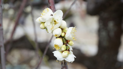 美しい梅の花に魅せられて！