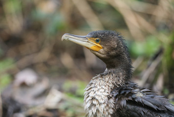 A head shot of a magnificent Cormorant, Phalacrocorax carbo, sitting on the bank of a river in the UK.