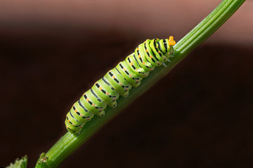 Old World swallowtail butterfly caterpillar exhibiting its retractable horn-like defense organs...