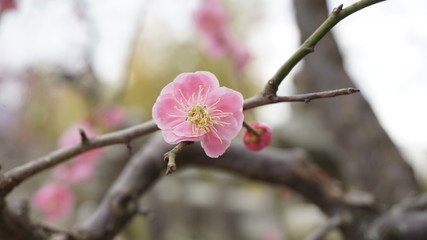 美しい梅の花に魅せられて！