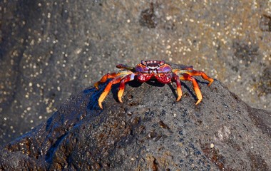 colored crab on black stone
