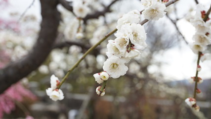 美しい梅の花に魅せられて！