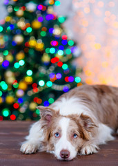 Border Collie dog with blue eyes lies on the background of the Christmas tree