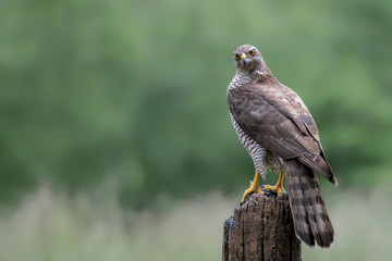 Adult of Northern Goshawk (Accipiter gentilis) on a branch in the forest of Noord Brabant in the Netherlands. Looking into the camera. Copy space.