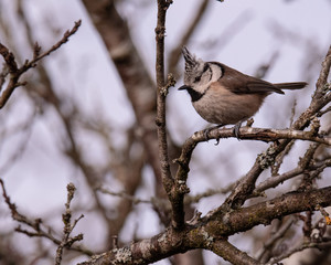 mésanges huppée /TIT