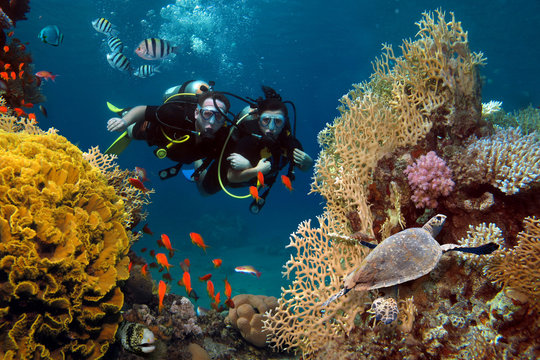 The loving couple dives among corals and fishes in the ocean