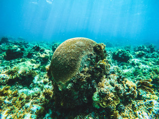 Brain coral