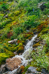 Fototapeta na wymiar Scenic landscape with clear spring water stream among thick moss and lush vegetation. Mountain creek on mossy slope with fresh greenery and many small flowers. Colorful scenery with rich alpine flora.