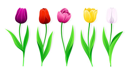 Collection Of Vector Pink, Yellow, Red, White, Purple Tulips With Stem And Green Leaves. Set Of Isolated Spring Flowers With Multi-Colored Petals. Different Colorful Tulip Buds And Blooming Flowers.