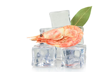 Shrimp on ice cubes background, isolated on white.