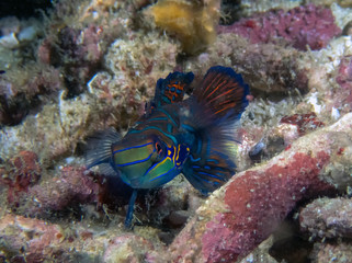 Colourful Madarinfish (Synchiropus splendidus) on a night dive in the Philippines