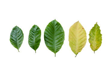 Robusta coffee leaf on white background with clipping path.