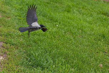 Crow in flight. Black bird.