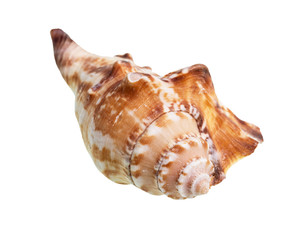 dried shell of whelk sea snail cutout on white