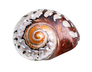 dried conch of nautilus mollusk cutout on white