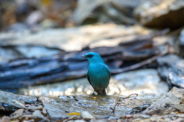Verditer Flycatcher  in the forest at Sri Satchanalai National Park, Thailand 