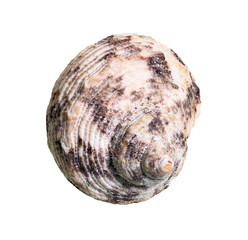 dried conch of whelk mollusc cutout on white