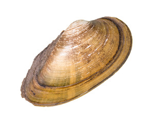 dried seashell of quahog cutout on white