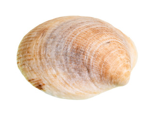 dried yellow brown seashell of clam cutout
