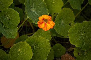 Yellow flower with green round leaves