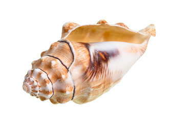 dried empty conch of sea snail cutout on white