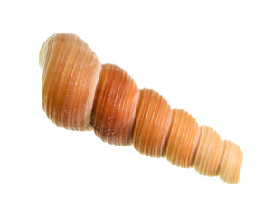 dried shell of tower snail cutout on white