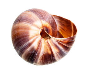 dried empty shell of roman snail cutout