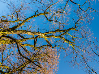 branches of a tree against blue sky