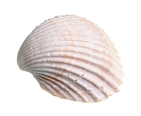 dried pink shell of cockle cutout on white