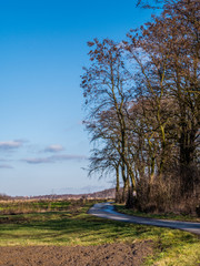 landscape with trees and blue sky