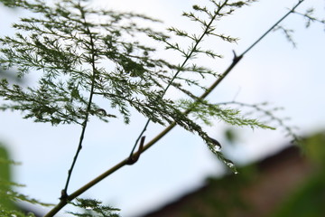 branch of tree with leaves on background of blue sky
