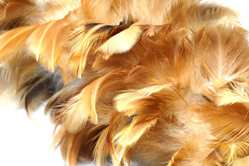 Brown feather duster made from chicken feather isolated white background 