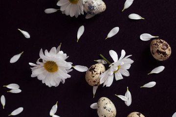 Happy Easter concept. White easter eggs with flower petals lay on the dark background. Easter decorative flat lay. View from above to easter eggs and petals