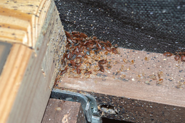 A serious bedbug infestation affecting a residential bedroom where bedbugs developed undetected on the frame of a double bed beneath the mattress under and between the plastic clips of wooden slats. - obrazy, fototapety, plakaty