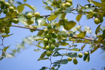 Indian Jujube or Ziziphus mauritiana on the jujube tree