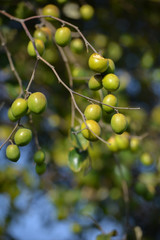 Indian Jujube or Ziziphus mauritiana on the jujube tree