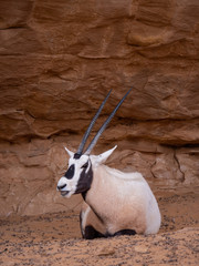 Arabian Oryx at Al Ula Nature Reserve