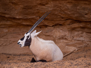 Arabian Oryx at Al Ula Nature Reserve
