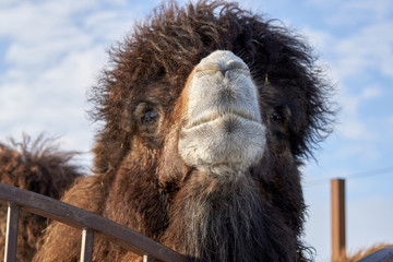 Head of a brown camel in a zoo in Russia.