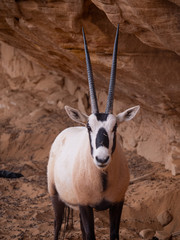 Arabian Oryx at Al Ula Nature Reserve