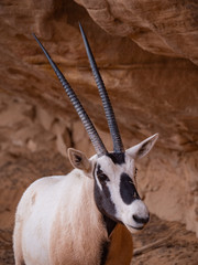 Arabian Oryx at Al Ula Nature Reserve