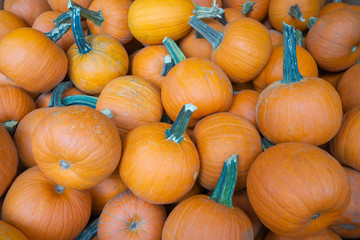 harvest bunch of orange pumpkins halloween thanksgiving holiday season