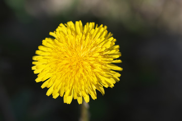 Yellow dandelion close-up