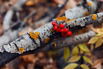 Autumn forest. Ripe Rowan berries on the background of a birch branch. Beautiful autumn background. Top view. Flat lay. Copy space. Autumn season concept